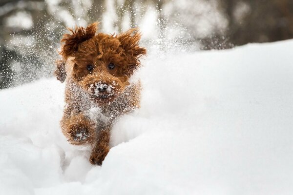 A brown dog runs through the snow