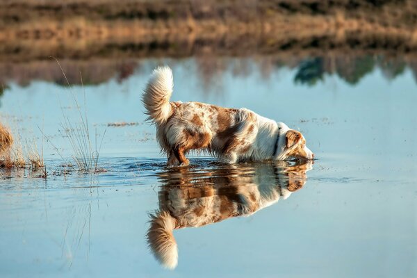 La rivière est un bonheur pour les chiens