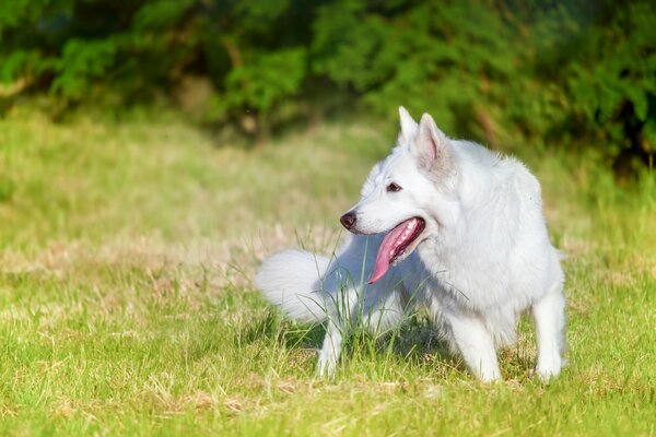 Chien dans la nature. Beau et ensoleillé