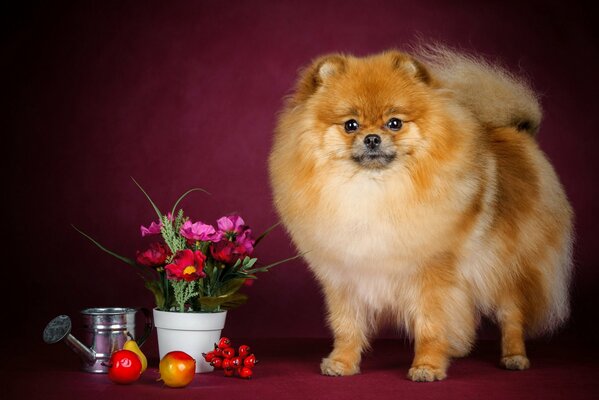 Rossa doggy con colorato still life