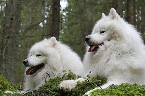 A couple of Samoyed dogs