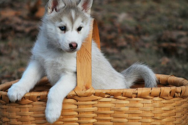 Il cucciolo di husky si nasconde nel cestino