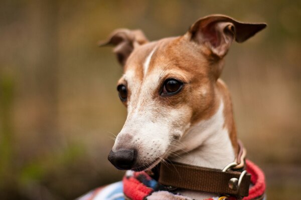 Cute dog in a collar in nature