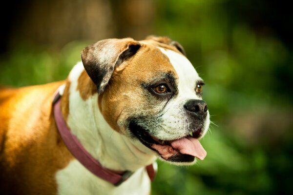 Cane con la lingua sporgente dal calore