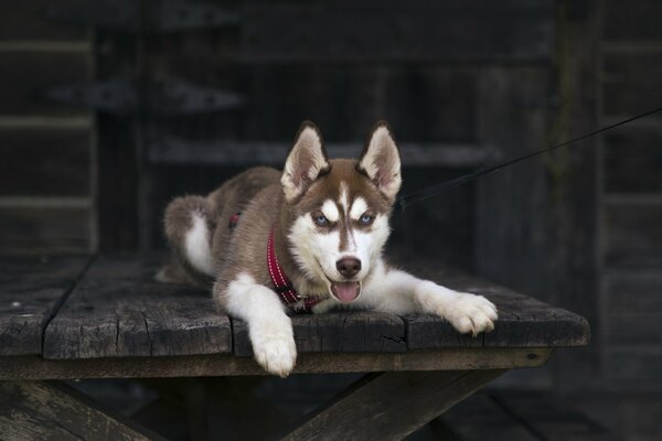 A dog with an interesting look on the boards