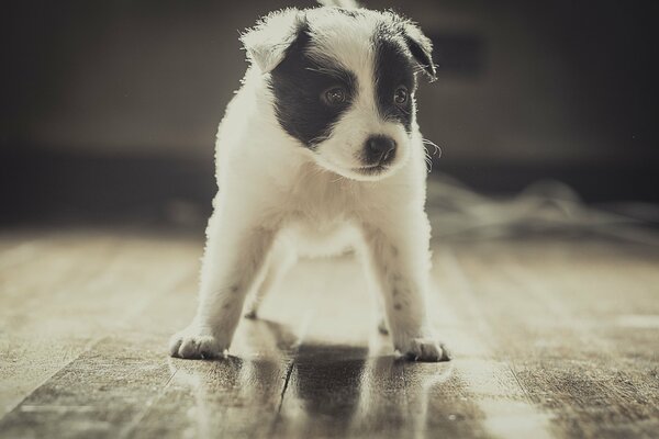 Chien fidèle ami de l homme