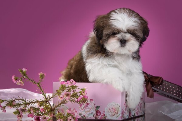 A shih tzu puppy in a box with flowers