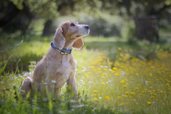 The dog is sitting in flowers in nature