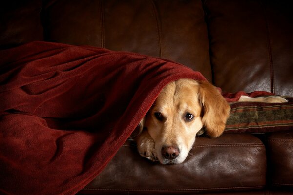 Triste Retriever sdraiato sul divano coperto di plaid