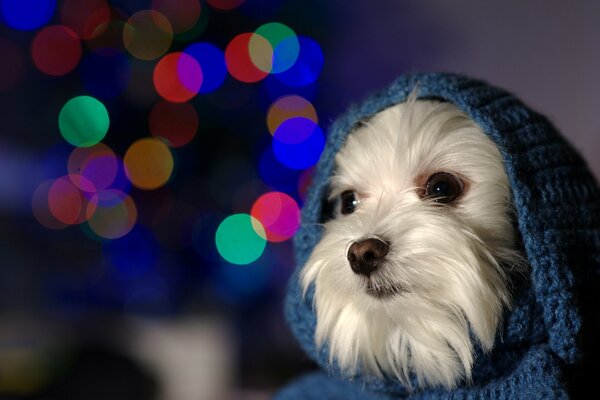 Hund im blauen Strickpullover