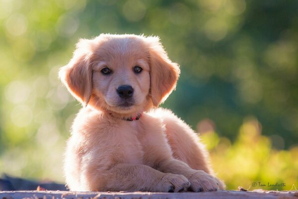 The golden Retriever puppy lies and looks forward
