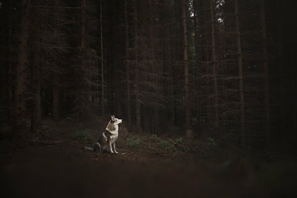 A lonely dog in a dark forest