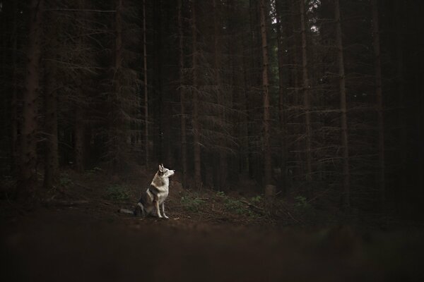 Cane solitario nella foresta oscura