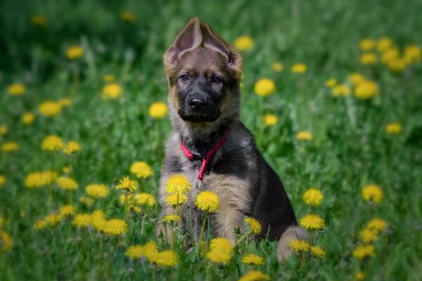 Deutscher Schäferhundwelpe sitzt mit erhobenen Ohren auf einer Wiese mit Löwenzahn