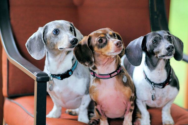 Three dachshunds in colorful collars