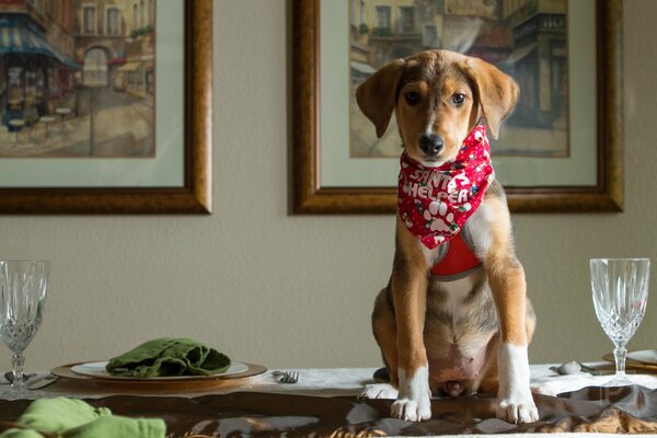 A dog on a festive table