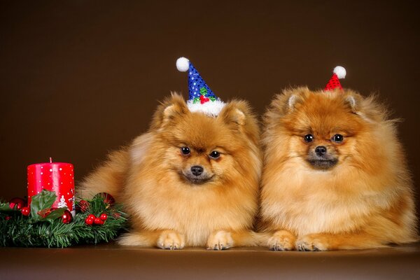 Dos perros gemelos en la fiesta de año nuevo