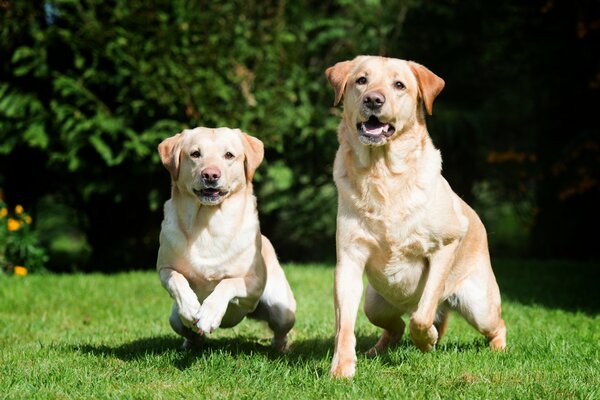 Dos labradores en medio de la vegetación