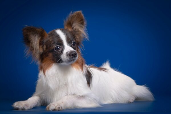 A friendly dog in a blue studio