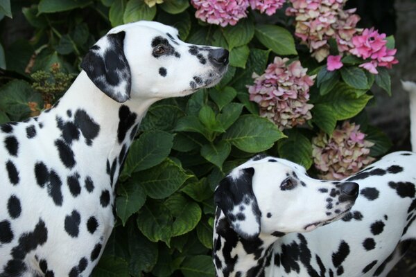 Zwei Dalmantinen vor dem Hintergrund einer blühenden Hortensie