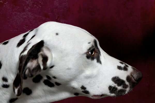Museau du chien dalmatien dans le profil