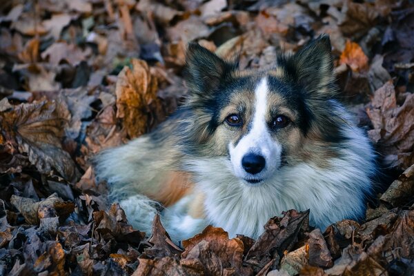 Un regard de chien. Ami de l homme