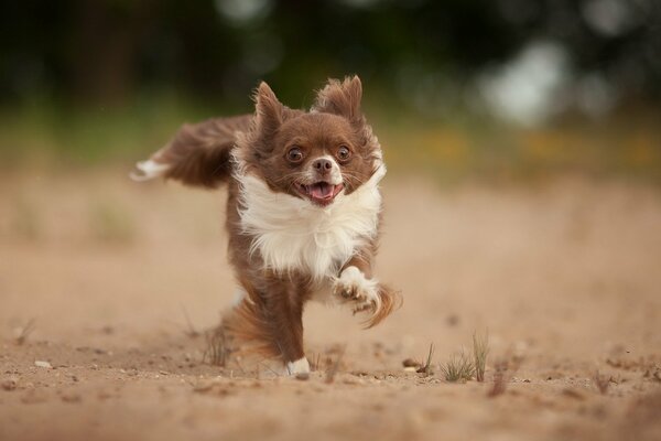 A joyful dog runs through a sandy area