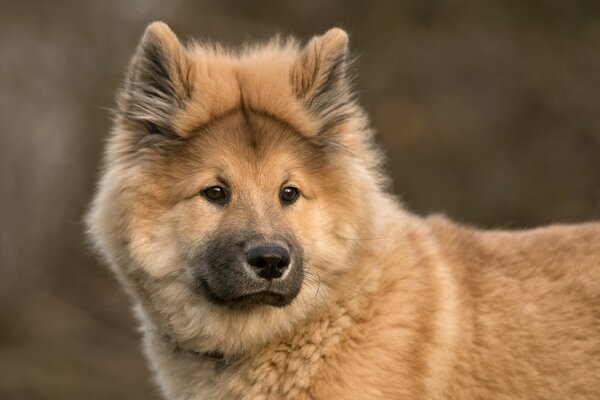 Il cane marrone guarda lontano