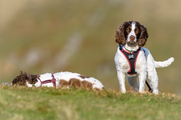 Chiens de race anglais Springer Spaniel