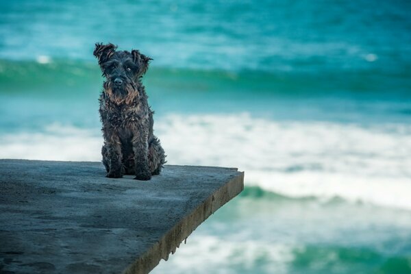 Chien sur fond de vagues de la mer