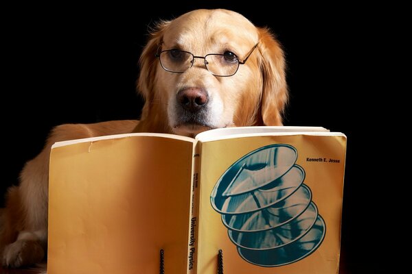 Hund mit Brille mit offenem Buch