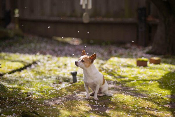 Perrito en el Jardín de primavera