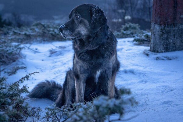 Perros callejeros fríos y hambrientos en invierno