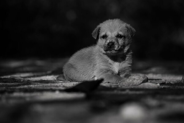 Carino piccolo cagnolino BH