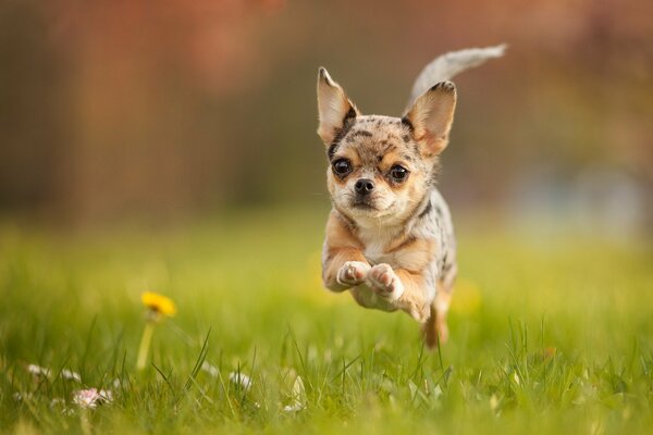 Perrito horneado en un salto