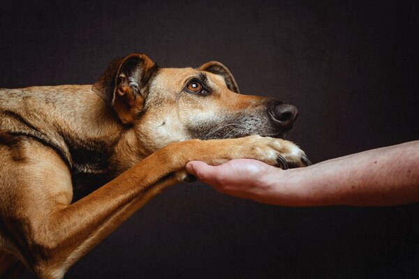 A devoted dog will get a paw