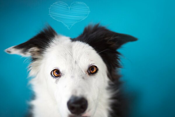 Black and white dog on a blue background