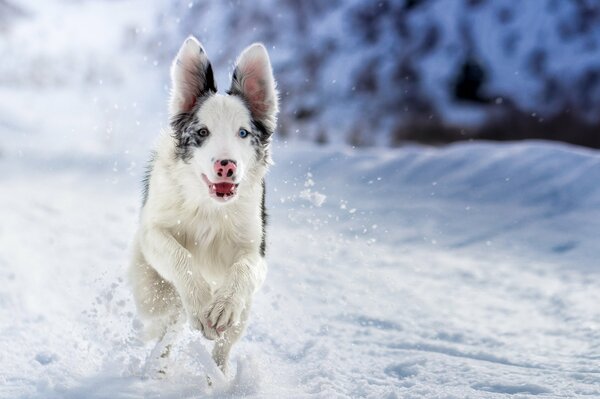 Ein Hund, der auf einer verschneiten Straße läuft