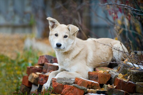 Ein Hund mit gebogenem Ohr liegt auf Ziegeln