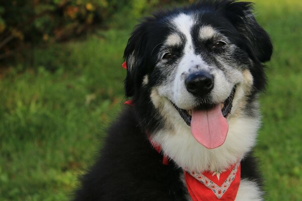 Il sorriso del vecchio fedele amico del cane