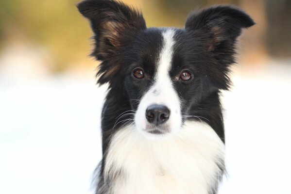 Winter walk with border Collie