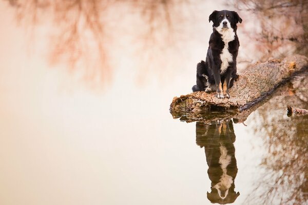 Reflection of a border collie dog in the water