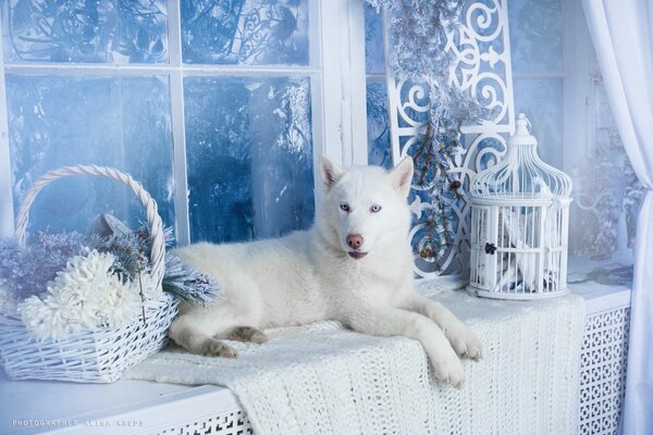 Chien Husky blanc. Hiver