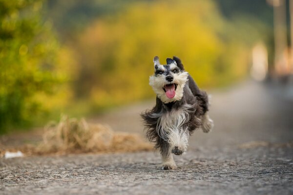 Pies biegnący drogą do przyjaciela