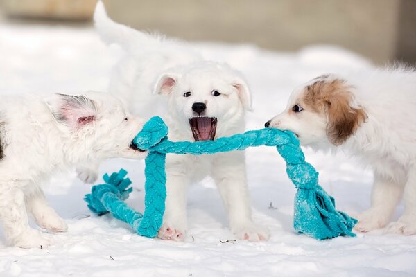 Lindos cachorros tirando de la cuerda azul