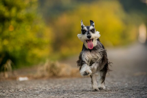 Perro alegre corre hacia un amigo