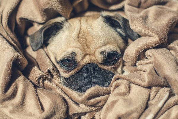 Cane carino in una coperta morbida