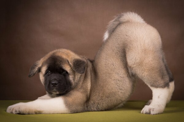 Chien de race américaine Akita