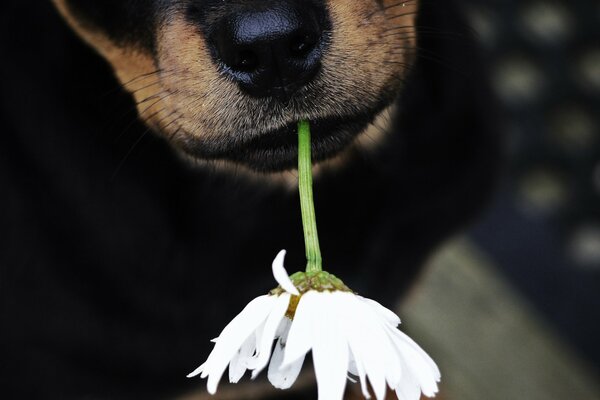 Cute dog nose. Snow-white flower