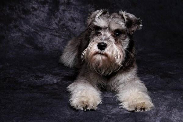 A Schnauzer dog with a serious look